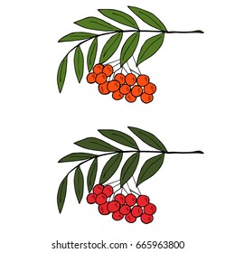 Detailed ink drawing of rowan or rowanberry. Berries and rowan berries with leaves, hand drawn in rustic design, classic drawing element of wild ash, pit or rowan-tree. Isolated, black and white.