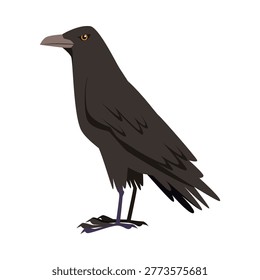 Detailed isolated black crow representing superstition and unlucky symbol on white background vector illustration
