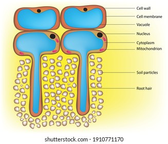 Detailed And Labeled Anatomy Of Typical Plant Root Hair Cell