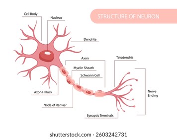 Detailed labeled diagram of a neuron structure, showing parts like dendrites, axon, myelin sheath, and synaptic terminals on a white background. Scientific concept. Vector illustration