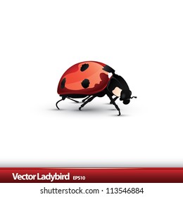 Detailed ladybird vector illustration