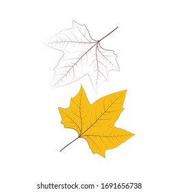 detailed leaf drawing. hand drawn yellowed leaf illustration.