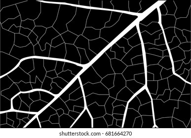 Detailed leaf skeleton - illustration
Dead, Dead Plant, Leaf, Black And White, Skeleton