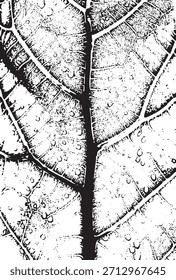 Detailed Leaf Vein Texture Illustration Vector Graphic