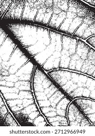 Ilustração detalhada do vetor da veia da folha em preto e branco