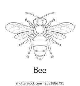 Arte de línea detallado de una abeja con alas y estructura del cuerpo resaltados. Perfecto para materiales educativos, proyectos de entomología, ilustraciones científicas y diseños inspirados en la naturaleza.