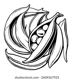 Detailed Line Art Drawing Of Okra Pods With Seeds
