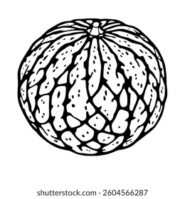 Detailed Line Art Drawing Of A Whole Watermelon
