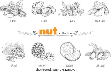 Detailed Line Art. Freehand Drawing. Vector Nuts. Collection. Vector Graphics. Peanuts, Brazil Nuts, Chestnuts, Water Nuts, Walnuts, Pine Nuts, Cashews, Coconut