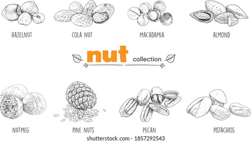 Detailed line art. Freehand drawing. Vector nuts. Collection. Vector graphics. Cola nut, macadamia, almonds, nutmeg, pecans, pine nuts, pistachios, hazelnuts