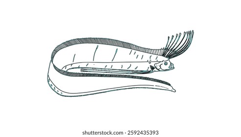 Detailed Line Art Illustration of a Giant Oarfish.