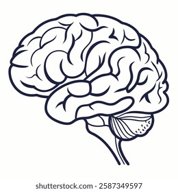 Detailed line art illustration of a human brain, showcasing intricate anatomical features. Perfect for educational materials, medical publications, or neurological projects.  High-resolution, crisp.