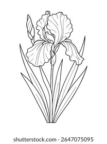 Detailed line art illustration of an iris flower