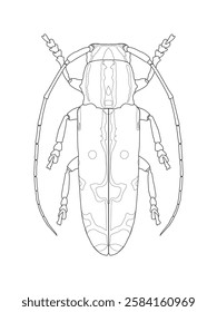 Detailed line art illustration of a longhorn beetle, perfect for coloring books, educational materials, and entomology studies