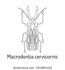 Detailed line art illustration of Macrodontia cervicornis, one of the largest beetles in the world. Perfect for educational materials, entomology projects, and insect lovers.