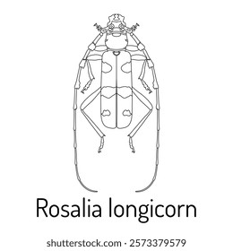 Detailed line art illustration of Rosalia longicorn beetle. Black and white vector drawing perfect for scientific publications, insect enthusiasts, and educational materials.