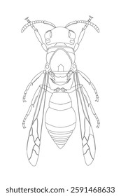 Detailed line art illustration of a wasp in a symmetrical top-down view, showcasing insect anatomy for scientific, educational, and design use