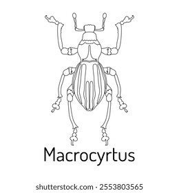 Detailed line art of Macrocyrtus beetle, a rare and exotic insect species. Ideal for educational purposes, scientific materials, entomology studies, and insect-themed designs.