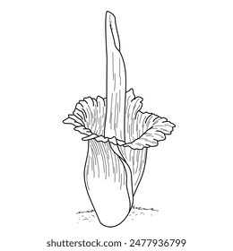 Detailed line drawing of Amorphophallus titanum, the Titan Arum or corpse flower, known for its large size and strong odor. Ideal for botanical studies, educational materials, and nature-themed design