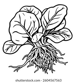 Detailed Line Drawing Of A Bunch Of Spinach With Roots
