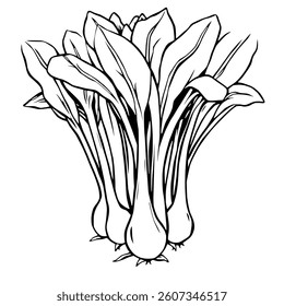 A Detailed Line Drawing Of A Bunch Of Spring Onions
