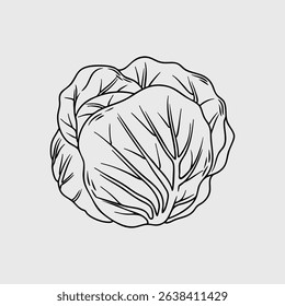 Detailed Line Drawing of a Cabbage Head