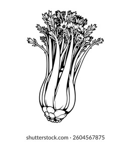 Detailed Line Drawing Of Celery With Blooming Flowers