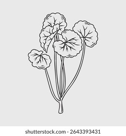Detailed Line Drawing of Centella Asiatica Plant