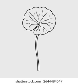Desenho de linha detalhado da planta Centella Asiatica