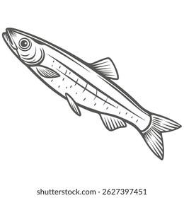 Um desenho pormenorizado da linha de um biqueirão europeu (Engraulis encrasicolus). A ilustração mostra o corpo alongado do peixe, barbatanas distintas e pequenos pontos ao longo de seu lado. 