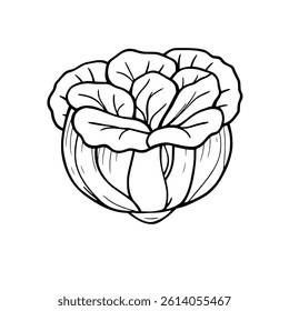 A Detailed Line Drawing Of A Fresh Napa Cabbage