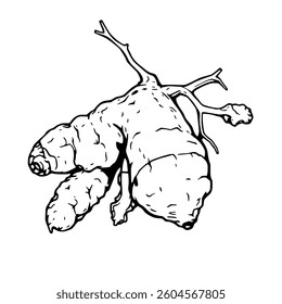 Detailed Line Drawing Of A Ginger Root With Stem