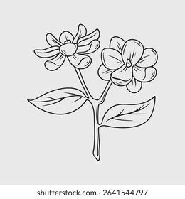 Detailed Line Drawing of Jasmine Flowers