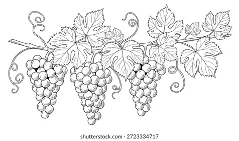 O desenho detalhado da linha de múltiplos cachos de uva pendurados em uma vinha com folhas grandes capta a essência de um vinhedo abundante.
