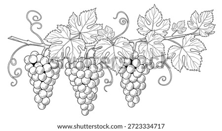 Detailed line drawing of multiple grape clusters hanging from a vine with large leaves captures the essence of a bountiful vineyard.