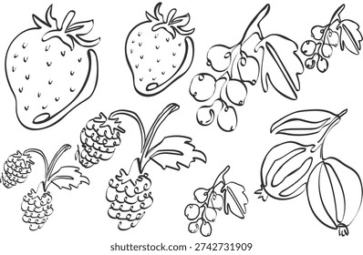 A detailed line drawing showcases various berries including strawberries blueberries and raspberries alongside leafy stems high quality professional modern elegant stylish