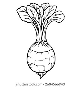 Detailed Line Drawing Of A Single Beetroot With Leaves