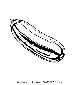 Detailed Line Drawing Of A Single Cucumber