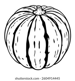 Detailed Line Drawing Of A Single Round Pumpkin
