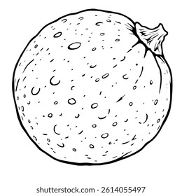 Detailed Line Drawing Of A Single Round Pumpkin