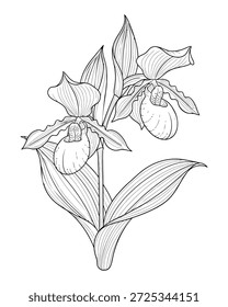 Um desenho de linha detalhado de duas orquídeas de chinelos de senhora com folhas, apresentado em um estilo de ilustração botânica preto e branco.