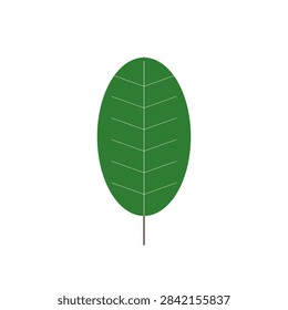 Detailed longleaf pine needle bundle fascicle vector illustration isolated on white.