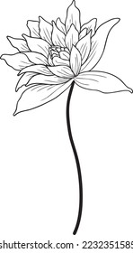 
A detailed lotus flower is rendered in vector form