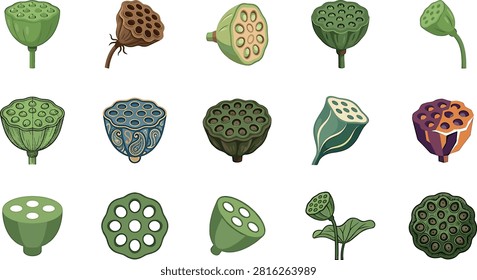 Detailed lotus seed pod vector icon collection featuring green dried ornamental and stylized aquatic plant botanical design elements