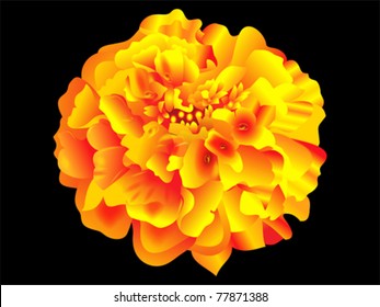 detailed Marigold flower vector illustration