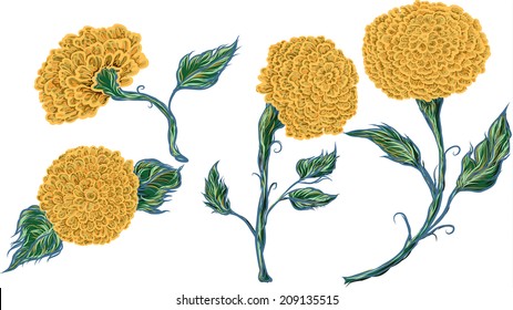 detailed Marigold flower vector illustration.Hand drawn Golden flower isolate on white background.Marigold tropical flower tattoo.