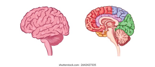 Ilustração médica detalhada do cérebro humano mostrando vistas laterais e de seção transversal com regiões cerebrais marcadas em cores.