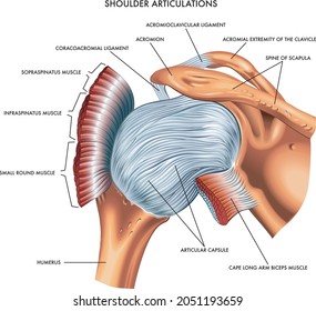 A detailed medical illustration of shoulder articulations.