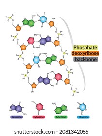 488 Dna backbone Images, Stock Photos & Vectors | Shutterstock