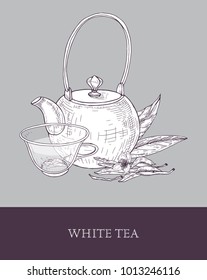 Detailed monochrome drawing of teapot, transparent glass cup of white tea, flowers and leaves on gray background. Delicious natural drink. Vector illustration hand drawn in vintage style for label.